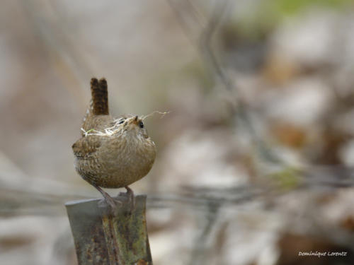 Troglodyte mignon, transport de mousse pour le nid